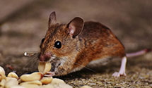 24 Hour & Emergency Exterminators in Black River, MN